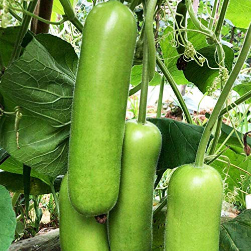 Benoon Semi Di Zucca A Bottiglia Lunga, Semi Di 100 Pezzi/Borsa Verde Chiaro Non OGM Facili Da Piantare Semi Di Piante Da Giardino Eccellenti Per La Produzione Verdura*
