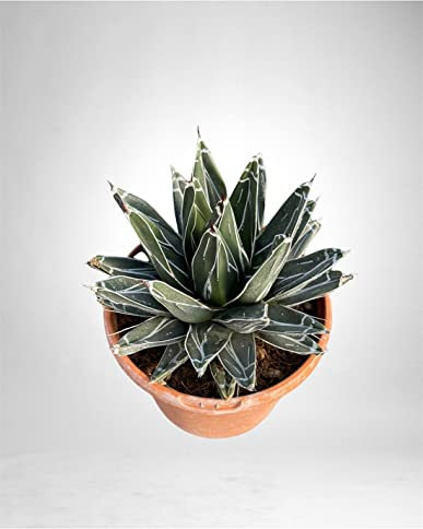 Pianta Grassa Agave Victoriae Reginae Vaso 20cm