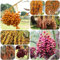 dattelpalme samen - stauden winterhart mehrjährig winterharte pflanzen für garten pflanzensamen pflanztopf exotische früchte obstpflanzen dekopflanzen dattelpalme winterhart 65pcs