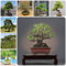 250 pcs zwergkiefer winterhart balkon samen - kübelpflanzen winterhart mehrjährig Pinienkerne Pinus - hochbeet für balkon pflanzen für sonnige plätze bonsai bäumchen kaufen balkonpflanzen