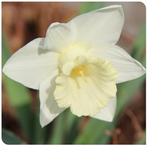 Narciso Bulbo, Bulbo Narciso De OtoñO Bulbos, Narcisos Flores, de plantación Multicolor, De Narcisos FáCil De Cultivar, Novato, JardíN, Calas Gigantes Bulbos De Calas, 10bulbos-G