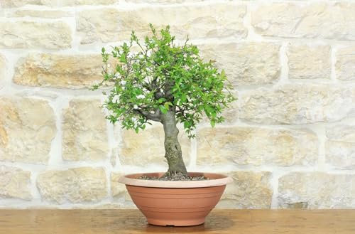 Pre bonsai di Albicocco selvatico (7)