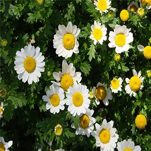 NUEVO Fácil Grow rara belleza 200 / PCS Leucanthemum Semillas paludosum jardín bonsai del crisantemo