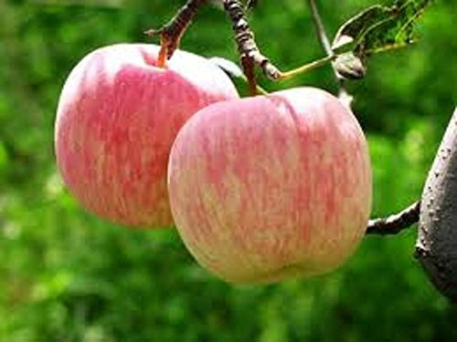 Semi mela Fuji 20 Aprire impollinazione semi di frutta Pesante Produrre in rapida crescita