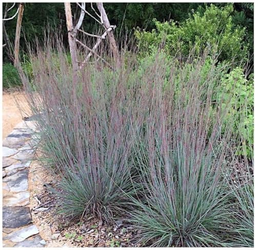 Stauden Gänge 1 x Schizachyrium scoparium 'Blue Heaven' Kleines Präriegras | Blaues Ziergras für Sonne, Blüte August bis Oktober, mehrjährig, 1 L Topf (11x11 cm)