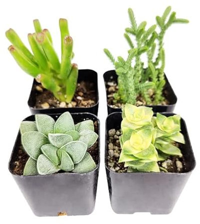 Pack 4 Suculentas Plantas de Fácil Cuidado Perfectas para Principiantes