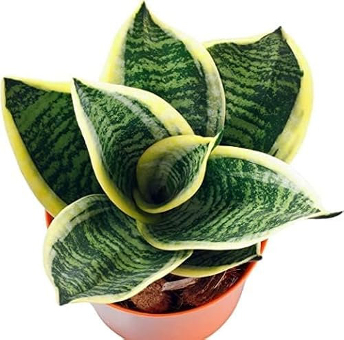 Lengua de Suegra: La elegancia natural que transformará tus espacios. Aprovecha nuestra oferta y dale vida a tu hogar Planta Natural de Fácil de Mantener en maceta de 8,5cm