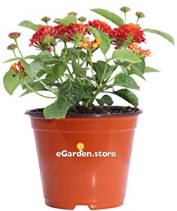 Pianta di Lantana Camara pianta da esterno pianta da fiore pianta di Lantana Camara ornamentale pianta vera di Lantana venduta da eGarden.store (Rosso v.14 cm)