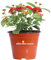 Pianta di Lantana Camara pianta da esterno pianta da fiore pianta di Lantana Camara ornamentale pianta vera di Lantana venduta da eGarden.store (Rosso v.14 cm)