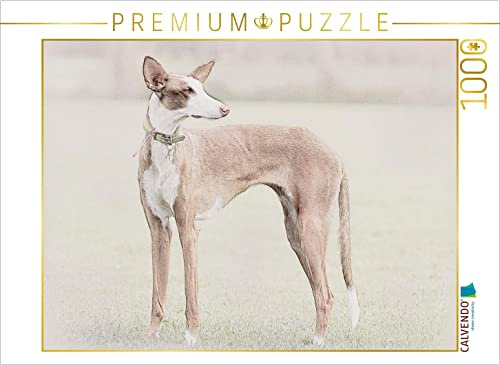 CALVENDO Puzzle EIN Motiv aus dem Kalender Podencos 2017 | 1000 Teile Lege-Größe 64 x 48 cm Foto-Puzzle für glückliche Stunden