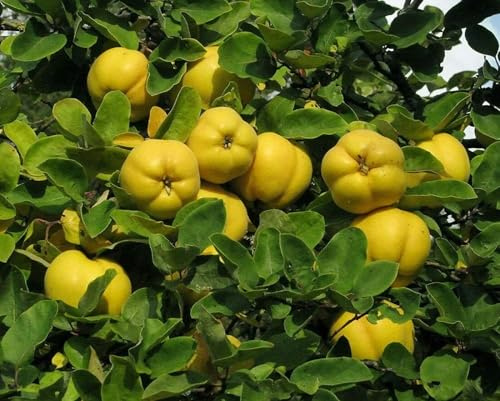 Quitte Cydonia oblonga Pflanze 55-60cm Quittenbaum echte Quitte Obstbaum Rarität