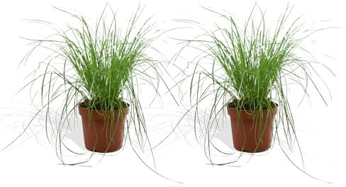 DutchLeafs Cyperus Zumula Echtes Katzengras 2 Stück - Topf 12 cm - Frisches Katzengras für Katzen Fertig Gewachsen Zyperngras Ungiftig Pflegeleichte Zimmerpflanze - Höhe 20-25 cm