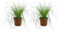 DutchLeafs Cyperus Zumula Echtes Katzengras 2 Stück - Topf 12 cm - Frisches Katzengras für Katzen Fertig Gewachsen Zyperngras Ungiftig Pflegeleichte Zimmerpflanze - Höhe 20-25 cm