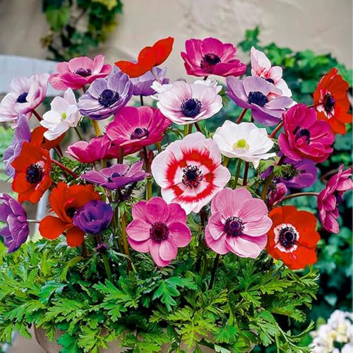 Bloomique - 50 Stück - Anemone de Caen Mischung - Frühblüher - Blumenzwiebeln - Mëhrjarig - Winterhart - Wächst zu 20-25 cm
