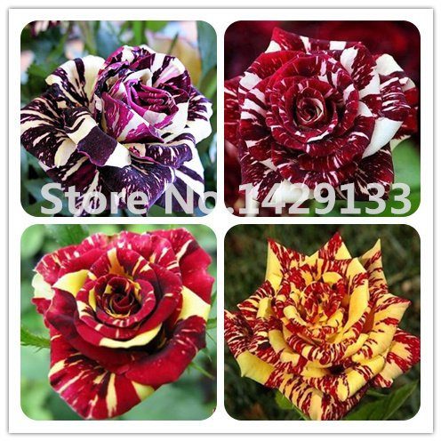 Streifen Strauchrose Blumen-Samen 200PCS Rare Bush Regenbogen-Rosen Samen Yello Rot, Rosa, Lila Gartenbonsai Exotische Pflanze