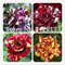 Streifen Strauchrose Blumen-Samen 200PCS Rare Bush Regenbogen-Rosen Samen Yello Rot, Rosa, Lila Gartenbonsai Exotische Pflanze