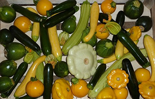 J and L Seeds COURGETTE Seeds Collection Zucchini Summer Squash Mix 10 Varieties 15 Seeds French Organic Grower