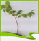 Juglans Nigra (Schwarzer Walnuss) – Pflanze