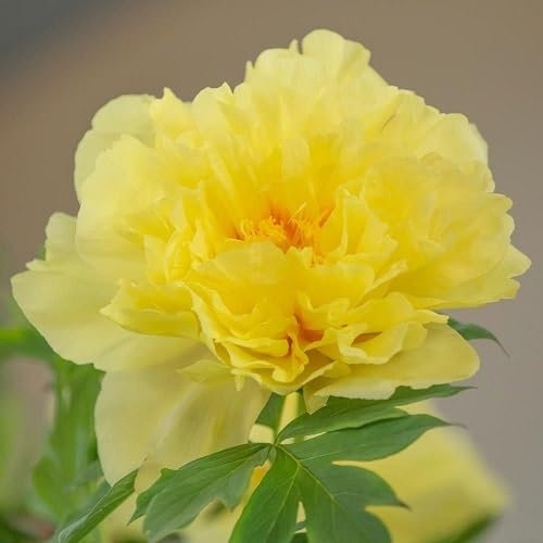 90pcs Oleander Flower Seeds
