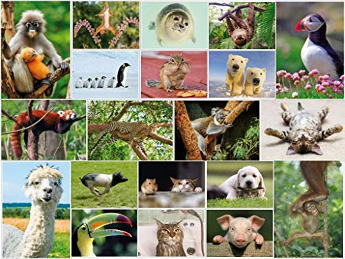 Edition Colibri Tier-Postkarten-Set Lustige and Niedliche Postkarten aus aller welt für Kinder, Freunde, Teamgeschenke and Postcrossing, Handgemacht, Made in Germany, Nachhaltig produziert (Set 5)