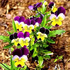 10 Semi di Viola del Pensiero:Seeds Only