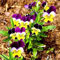 10 Semi di Viola del Pensiero:Seeds Only