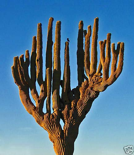 Portal Cool 20 semillas Saguaro Cactus gigantes (Carnegia Gigantea) Semillas Korn Sin Caralluma