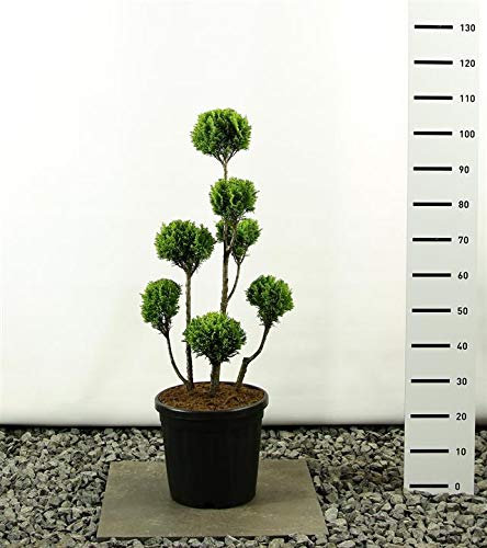 Kegelzypresse-Gartenbonsai-Pon Pon-Formschnitt - Chamaecyparis lawsoniana Elwoods Gold Pom Pom - Größenauswahl (Gesamthöhe 100-125 cm - 20 Ltr Topf Multibol)