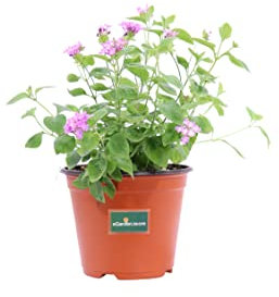 Pianta di Lantana Sellowiana pianta da esterno pianta da fiore di Lantana Sellowiana pianta ornamentale pianta vera di Lantana venduta da eGarden.store (Viola)