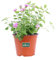 Pianta di Lantana Sellowiana pianta da esterno pianta da fiore di Lantana Sellowiana pianta ornamentale pianta vera di Lantana venduta da eGarden.store (Viola)