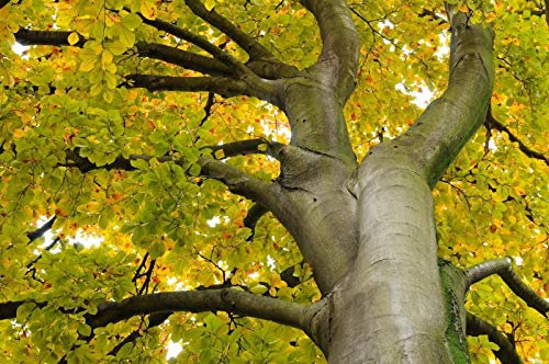 Faggio, Fagus sylvatica, 15 semi di albero (commestibile, Appariscente, colore di caduta)