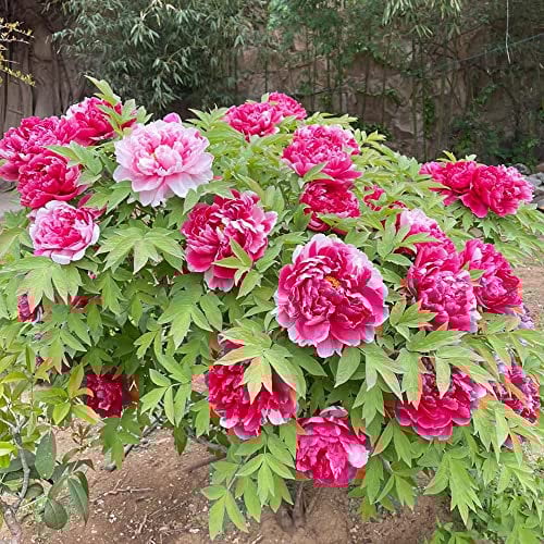1 Stück pfingstrosen rot zwiebeln knollen pfingstrose luftreinigende zimmerpflanzen bloom robuste balkonpflanzen winterhart plant topf pflanze blumenzwiebeln winterharte frühblüher
