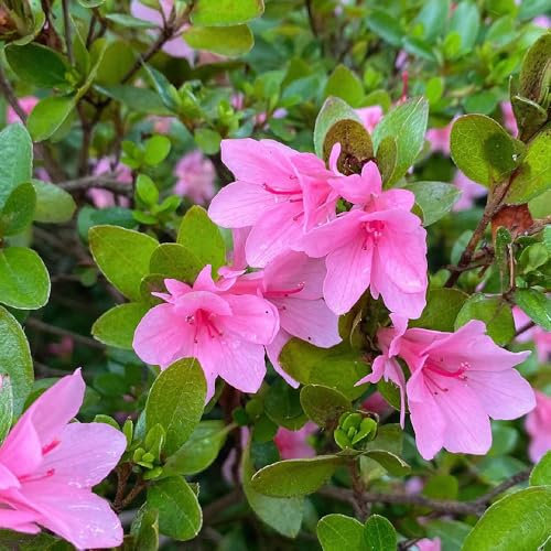 60 Pc Semi Resistenti Di Piante Di Azalea - Semi Di Rododendro, Piante Esotiche Resistenti, Semi Di Piante D'Appartamento Semi Dell'Albero Dei Bonsai Dell'Azalea, Albero Bonsai, Regali