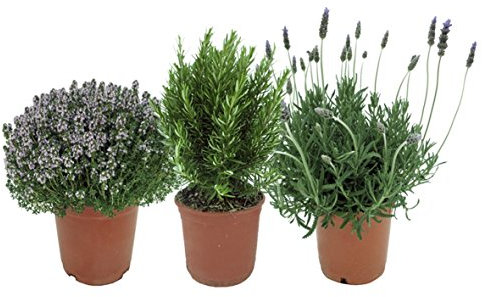 Plantas Aromáticas Mediterráneas: 1 Lavanda + 1 Romero + 1 Tomillo Plantas Naturales en Maceta