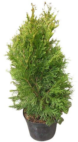 Thuja occidentalis *Lebensbaum* Samen (Mengen wählbar 100,250,500 oder 1000 Samen) (100)