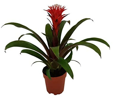 Bromelia Natural Guzmania Hope de Interior Planta Resistente a Altas Temperaturas