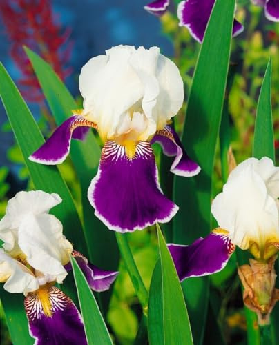 Iris germanica 'Wabash' 11x11 cm Topf – Winterhart, Mehrjährig, Pflegeleicht – Bart-Iris – Staude für Beet & Rabatte