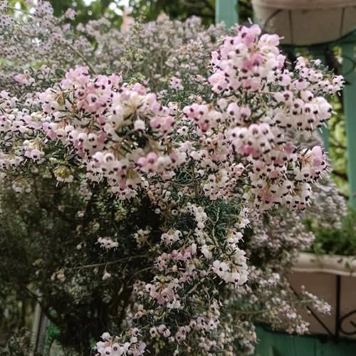 Semillas resistentes al brezo, plantas graves resistentes Erica carnea, plantas de brezo de invierno, plantas de otoño floración resistente semillas de bonsái, planta de balcón plantas 120pcs