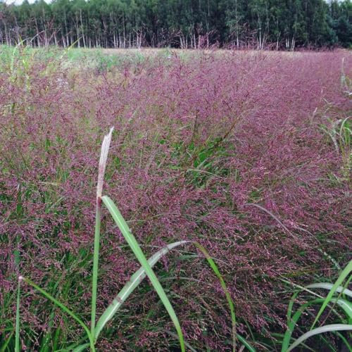 Rutenhirse Warrior 1L - Empfohlen für die Bepflanzung von Stadtgebieten und Parks