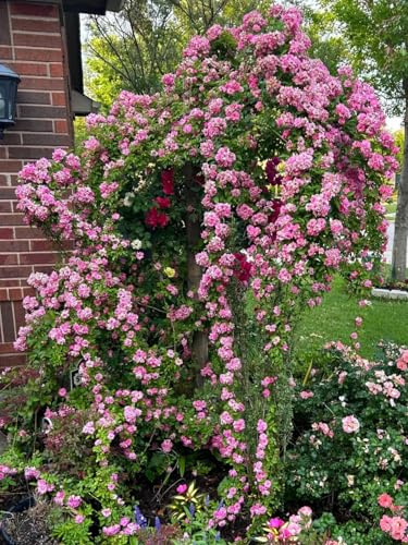 Kletterrose – Winterharte und Pflegeleichte Getopfte Rose – Blühende Kletterpflanze für Wände, Pergolen & Zäune-5knollen-e