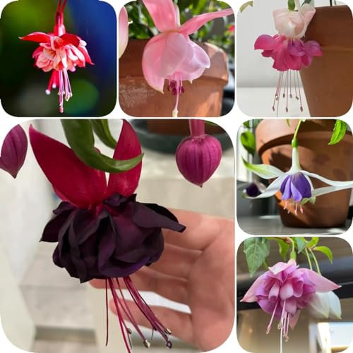 25 pcs Oleander Pflanzen Samen geschenke für gartenfreunde Oleander Samen Winterhart deko blumen wohnzimmer deko, garten geschenke für frauen wildblumensamen mehrjährig Gartengeschenke,