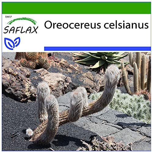 SAFLAX - Kakteen - Alter Mann der Anden - 40 Samen - Mit keimfreiem Anzuchtsubstrat - Oreocereus celsianus