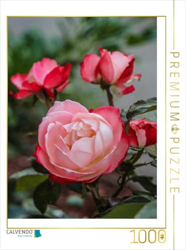 CALVENDO Puzzle EIN Motiv aus dem Kalender Zauberhafte Rosen | 1000 Teile Lege-Größe 48 x 64 cm Foto-Puzzle für glückliche Stunden