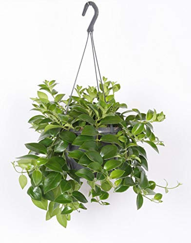 Aeschynanthus 'Mona Lisa' - 70-80 cm Hängende Schamblume | Ampelpflanze & Zimmerpflanze für Innenräume