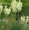 Palmlilie Elegantissima - Yucca filamentosa