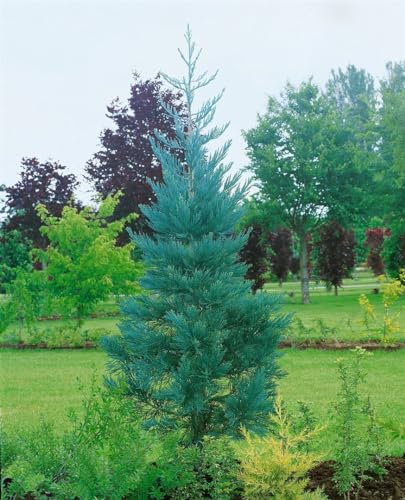 Sequoiadendron giganteum 'Glaucum' 60-80 cm - Mammutbaum, blaugraue Nadeln, immergrün, ideal als Solitärpflanze, winterhart und pflegeleicht