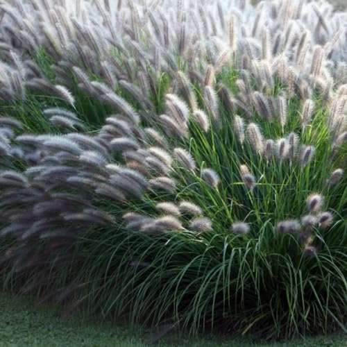 Pennisetum alopecuroides 'Moudry' - Chinese Fountain Grass with Fluffy Purple-Black Flower Heads - Hardy Perennial for Borders and Containers – 1x 3.6 Litre Potted Plants by Thompson & Morgan