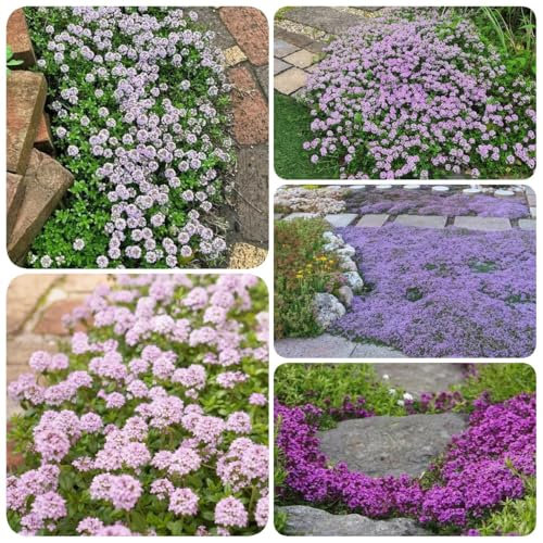 1500 pz Semi di timo strisciante Erbe da giardino, semi biologici Timo serpillo, timo mongolico, Giardino di erbe aromatiche al coperto, semi di piante d'appartamento Balcone delle