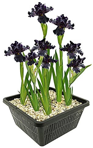 vdvelde.com - Black Lis - 4 Stück - 1 Teichkorb - Sumpf schwertlilie Louisiana Black Gamecock - - Sumpfpflanze- Ausgewachsene Höhe: 80 cm- Platzierung: -1 bis -10 cm