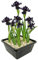 vdvelde.com - Black Lis - 4 Stück - 1 Teichkorb - Sumpf schwertlilie Louisiana Black Gamecock - - Sumpfpflanze- Ausgewachsene Höhe: 80 cm- Platzierung: -1 bis -10 cm